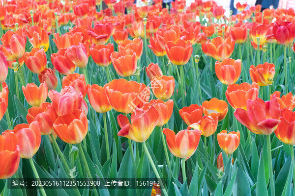 郁金香