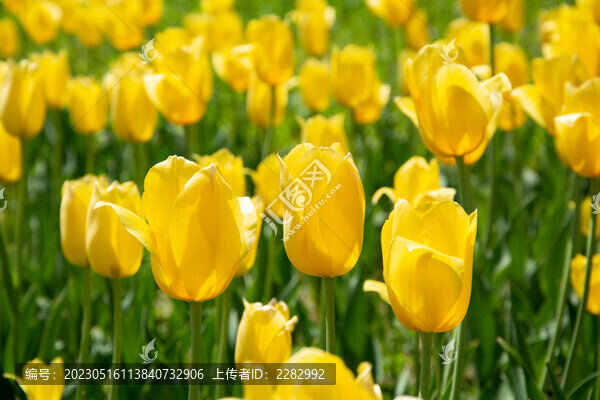 郁金香