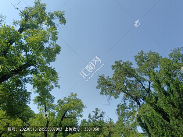 藍(lán)天下的樹木