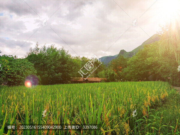 陽光稻田