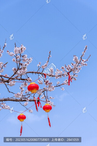 春天的桃花和掛滿紅燈籠的桃樹
