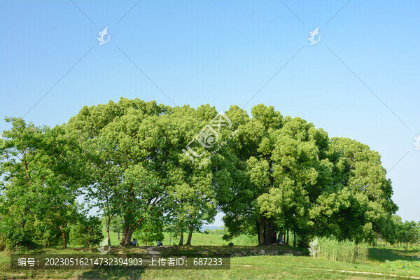 良渚遺址公園綠樹