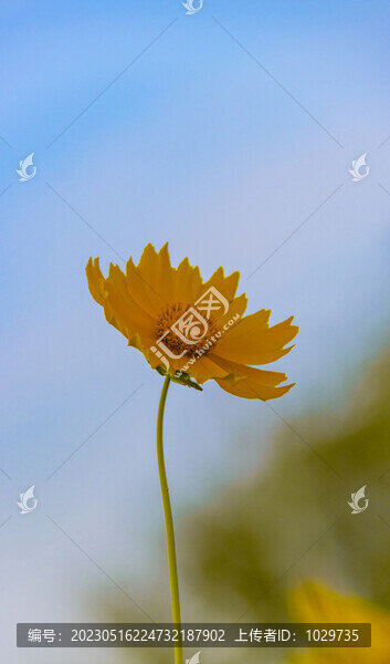 金雞菊