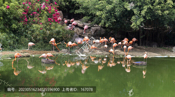 火烈鳥