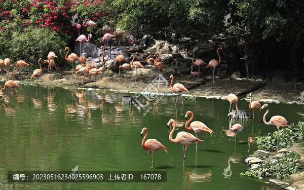 火烈鳥(niǎo)素材