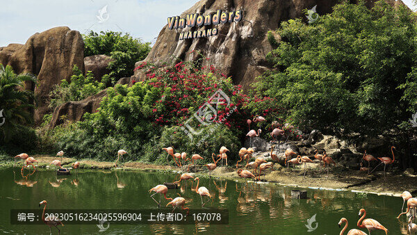 火烈鳥