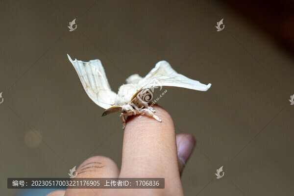 蠶蛾特寫