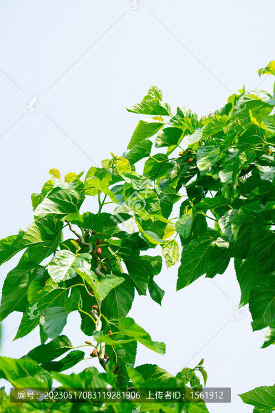 桑葚葉子桑葚果子