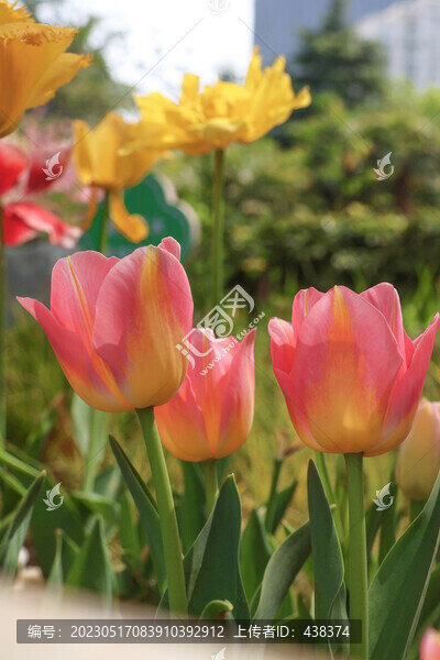 郁金香花園