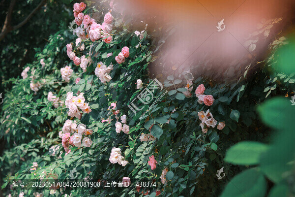 薔薇花攝影