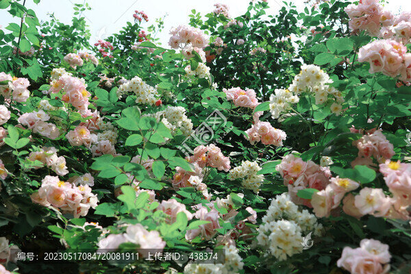薔薇花攝影