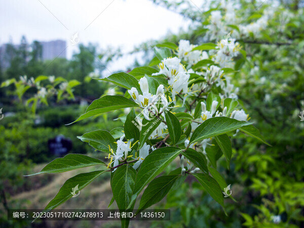 公園花草