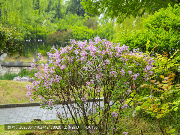 植物園丁香花