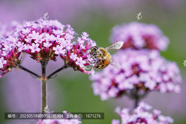蜂戀花