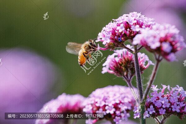 蜂戀花