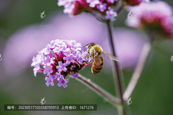蜂戀花