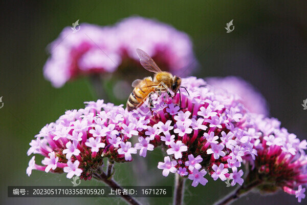 蜂戀花