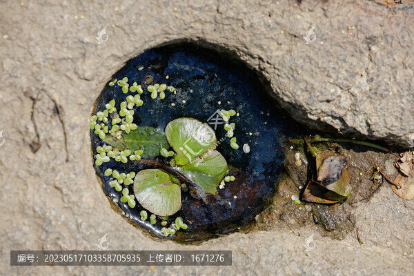 小生態(tài)