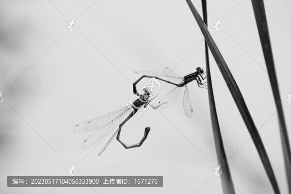 豆娘交尾