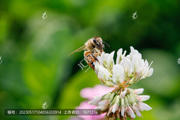 蜂戀花