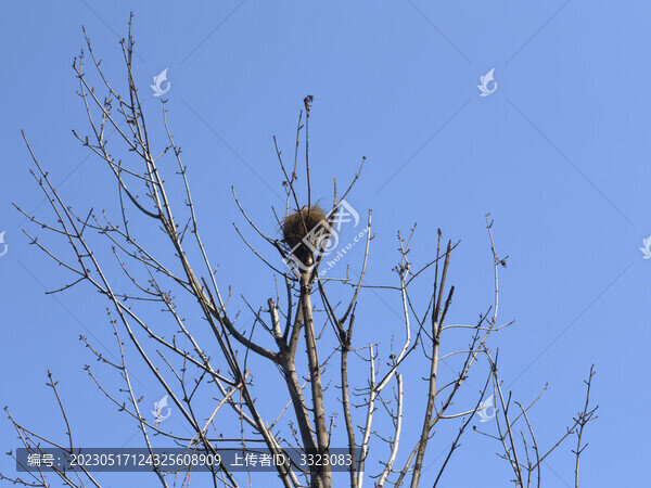 鳥窩