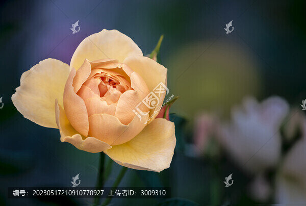 玫瑰