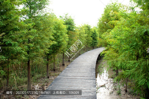 上海崇明島西沙濕地