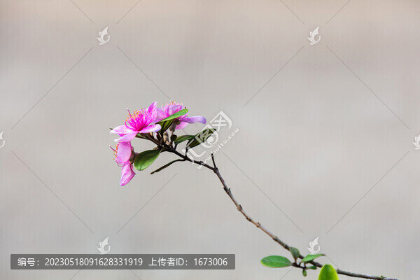 桃金娘