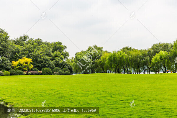 樹林草地
