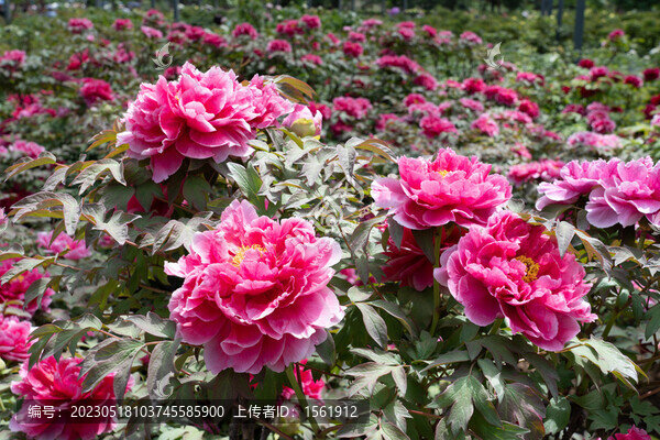 洛陽牡丹花