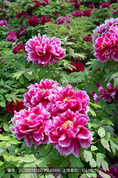 洛陽(yáng)牡丹花