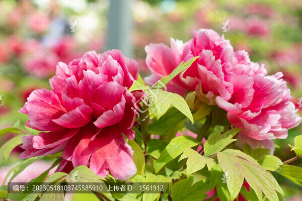 洛陽(yáng)牡丹花