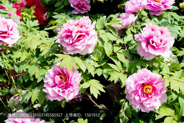 洛陽牡丹花