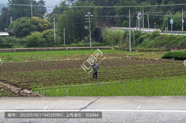 鋤禾