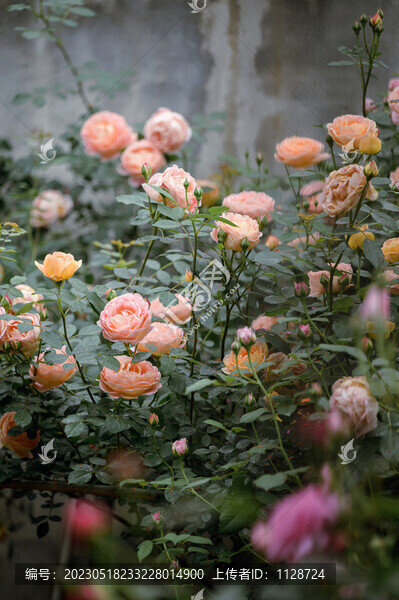 薔薇花