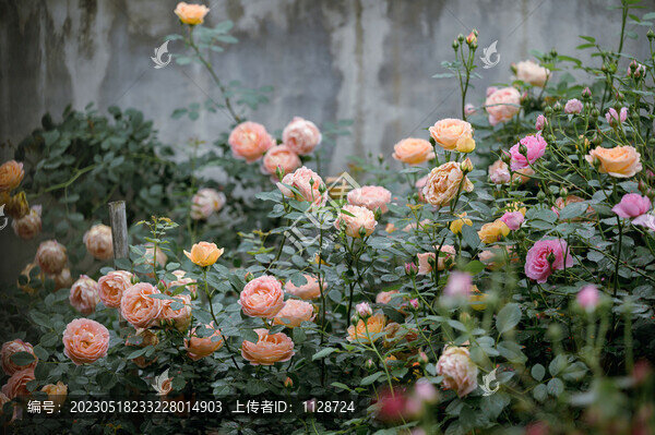 薔薇花