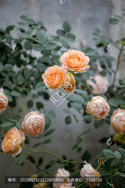 薔薇花