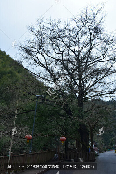 黃山旅游黃山風(fēng)光黃山美景
