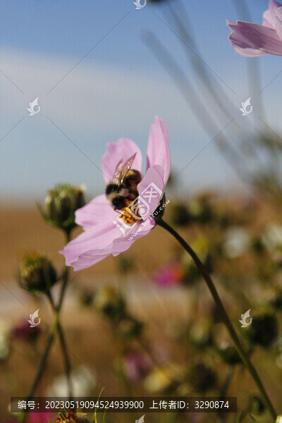 一朵美麗的粉色的波斯菊