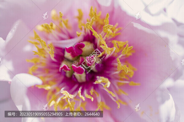 牡丹花