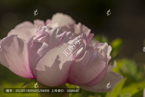 牡丹花