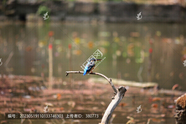 翠鳥(niǎo)