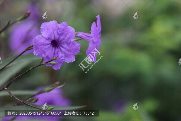 藍(lán)花草