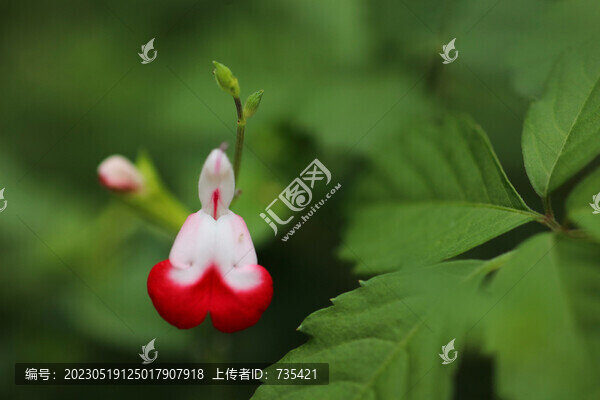 凹脈鼠尾草