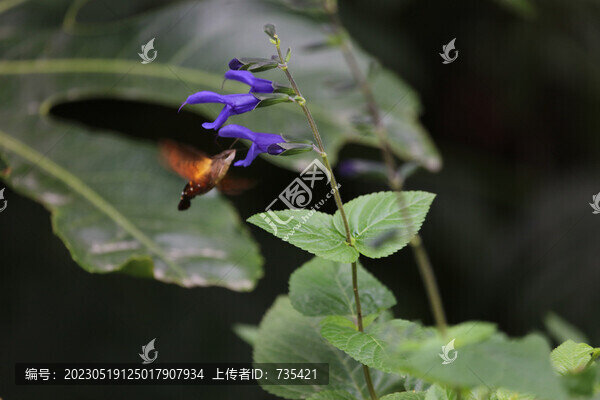 深藍(lán)鼠尾草