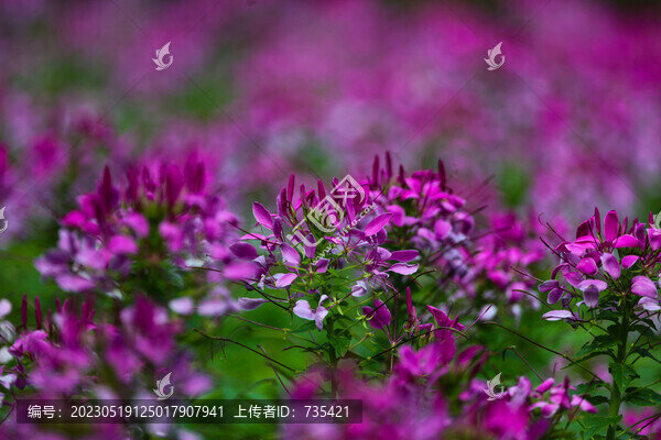 醉蝶花