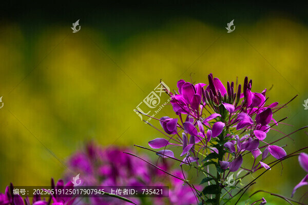 醉蝶花