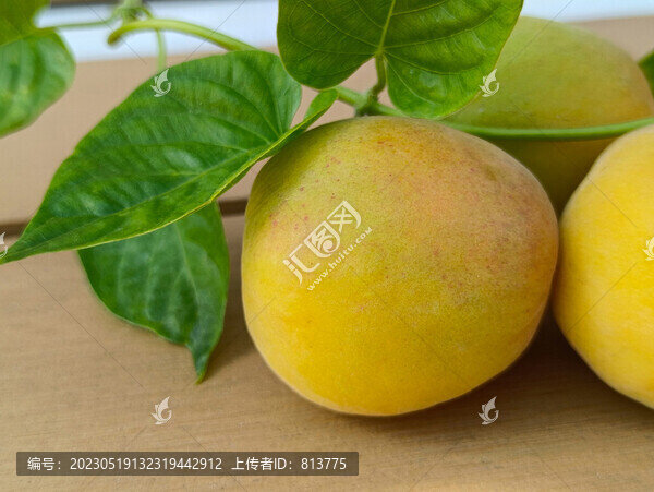 綠葉大黃杏