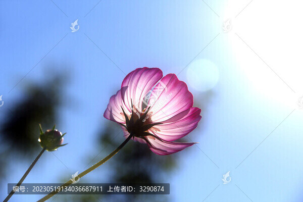 夏天草地里美麗的花朵