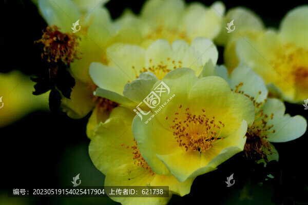 薔薇花